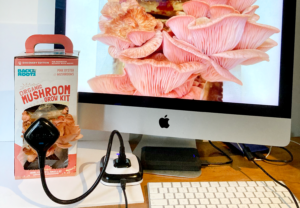 Time-lapse mushrooms with Back to the Roots and HUE – HUE