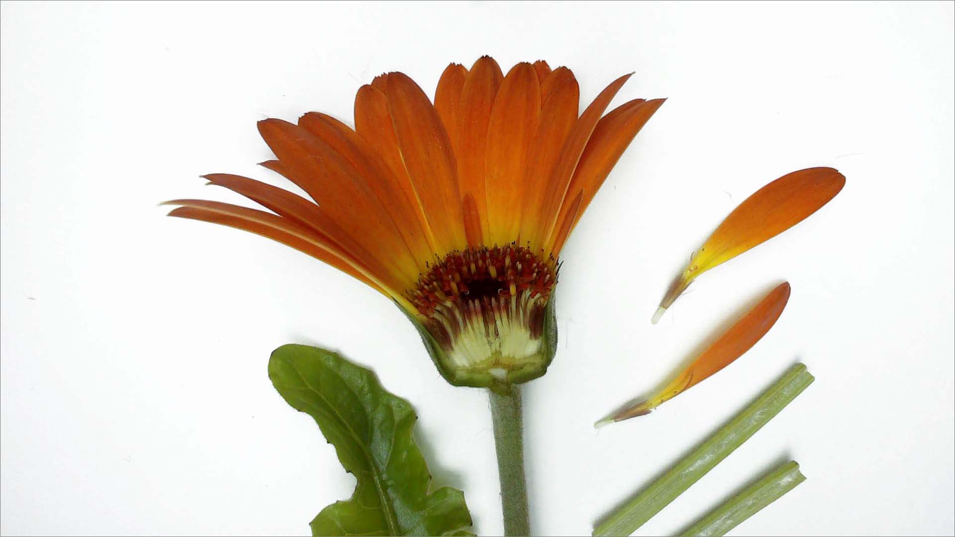 Using the HUE HD Pro document camera as a microscope HUE