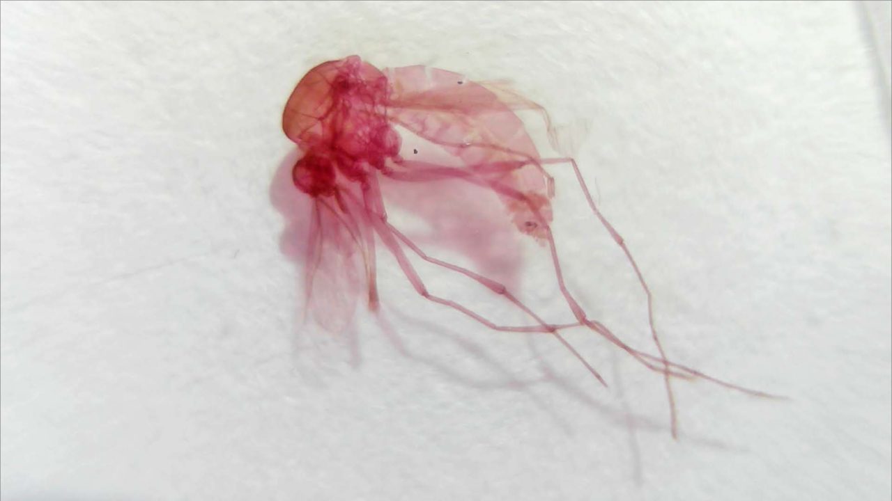 Using the HUE HD Pro document camera as a microscope HUE